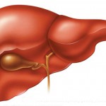 Anabole Steroide, Leberfunktion uns AST und ALT Bluttests